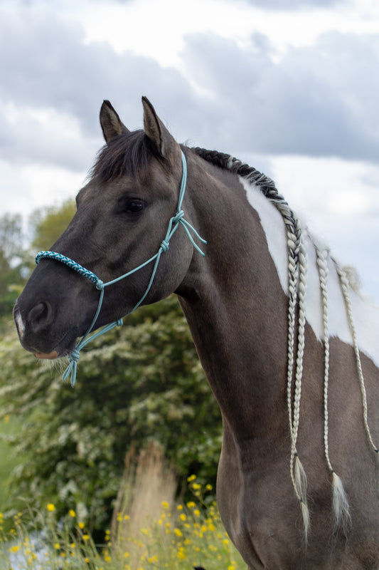 Rope halter with braided noseband sea green, baby blue and aqua