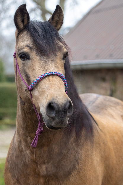 Rope halter braided noseband burgundy, ocean blue and baby pink