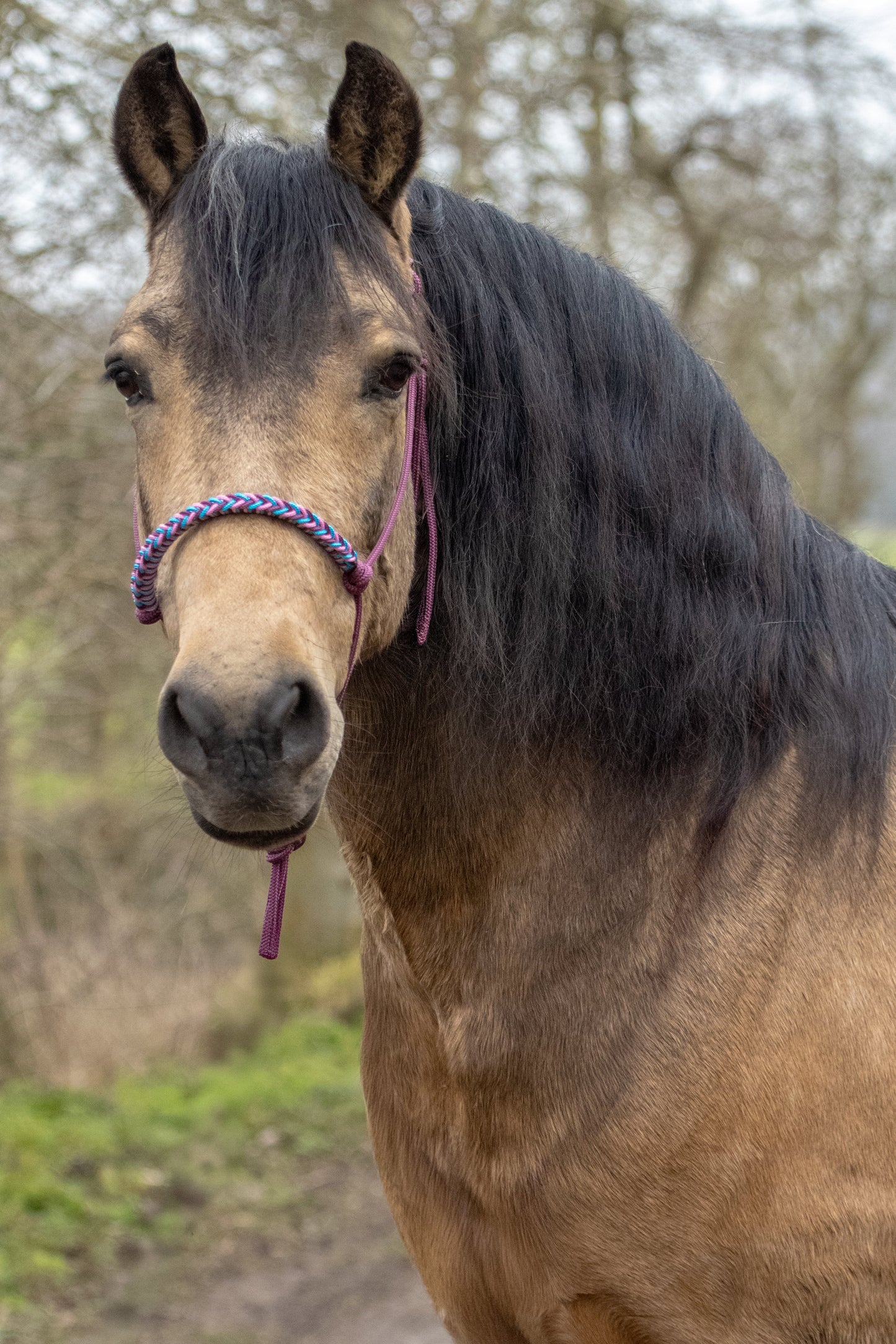 Rope halter braided noseband burgundy, ocean blue and baby pink
