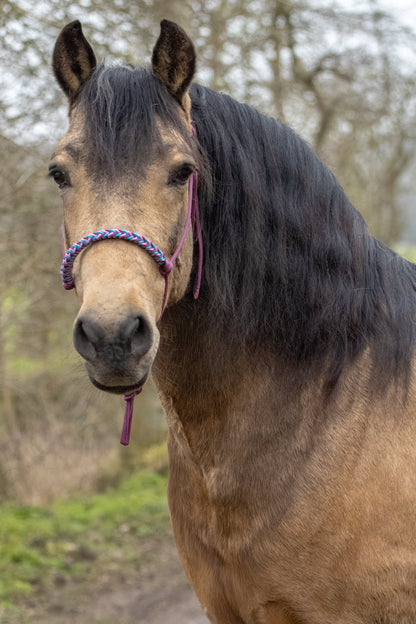 Rope halter braided noseband burgundy, ocean blue and baby pink