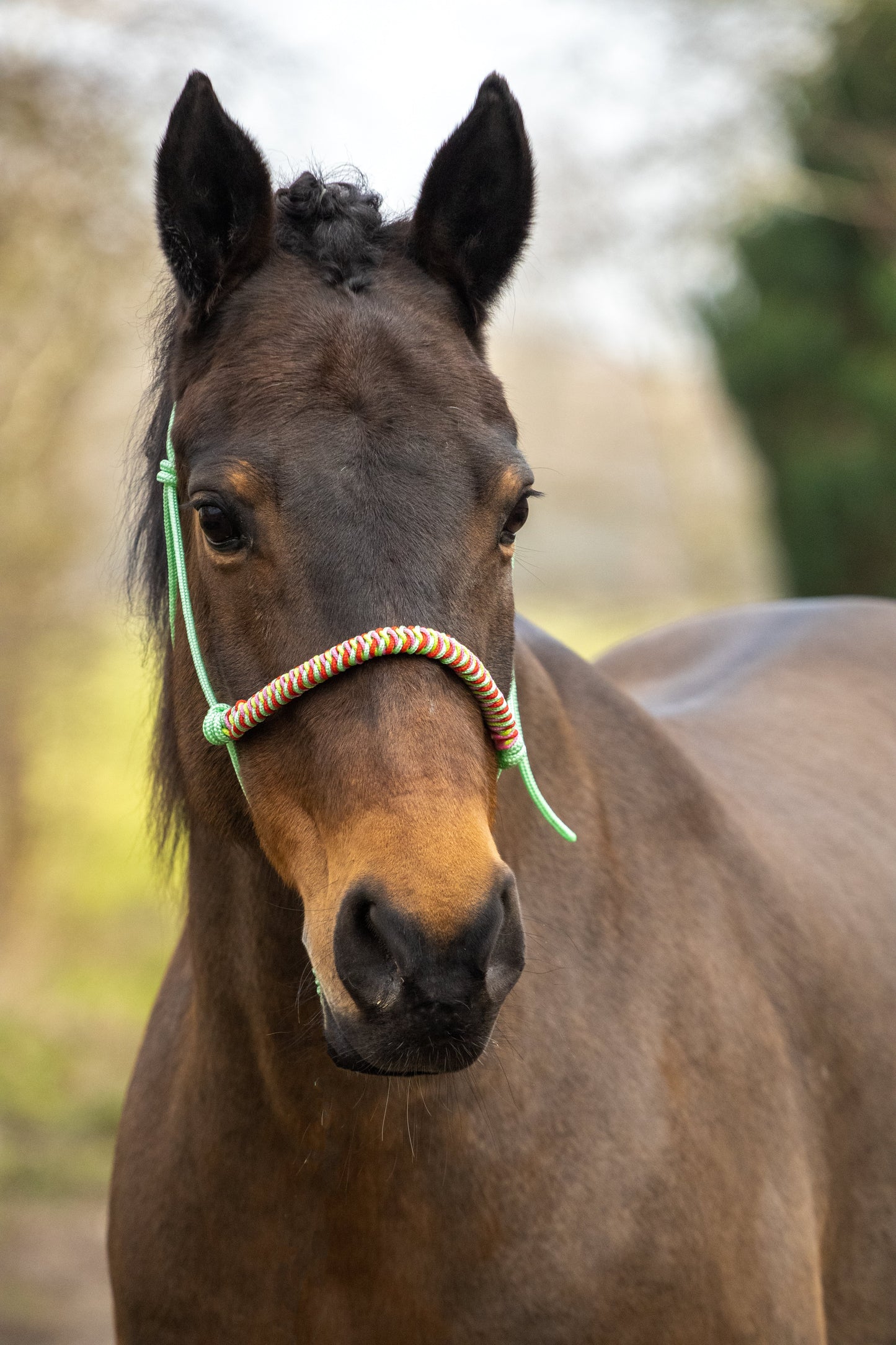 Rope Halter Vienna Noseband Pastel Mint, Apple Green, Red, and Baby Pink