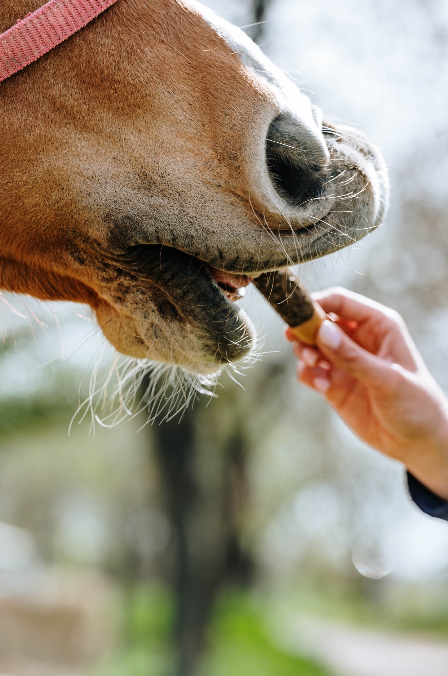 Candy Horse - Horse-shaped cookies with herbal sticks, 6 pieces