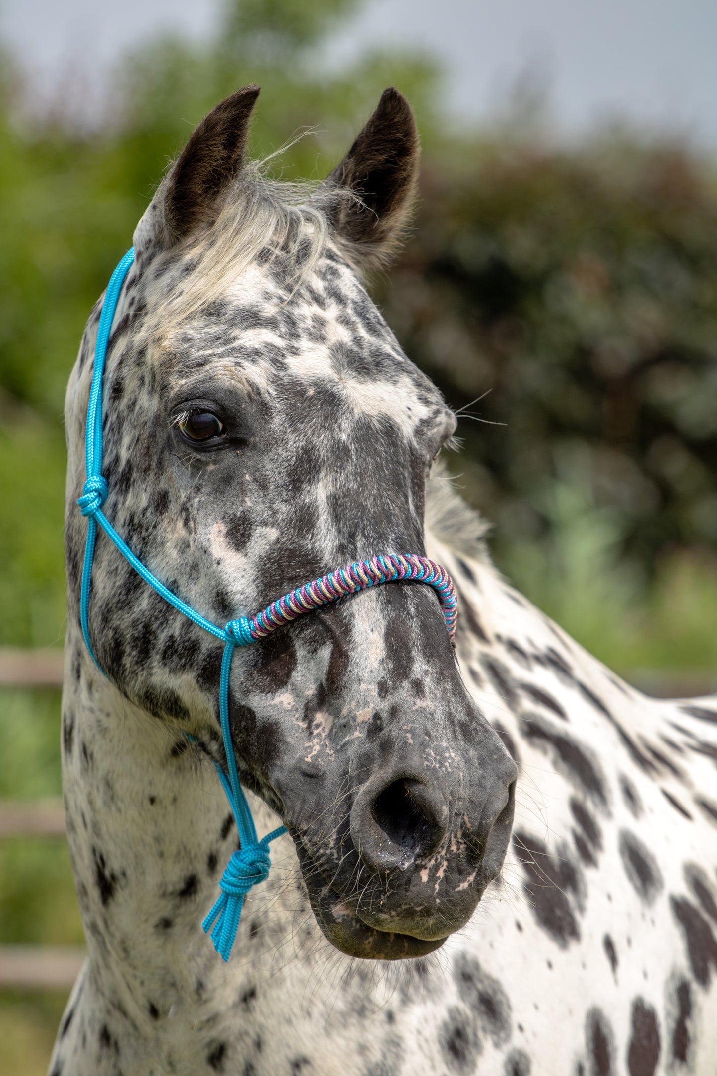 Rope Halter Vienna Noseband Ocean Blue, Beige, Bordeaux, and Baby Pink
