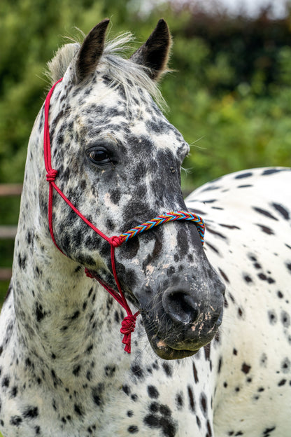 Rope halter braided noseband raspberry, ocean blue and caramel