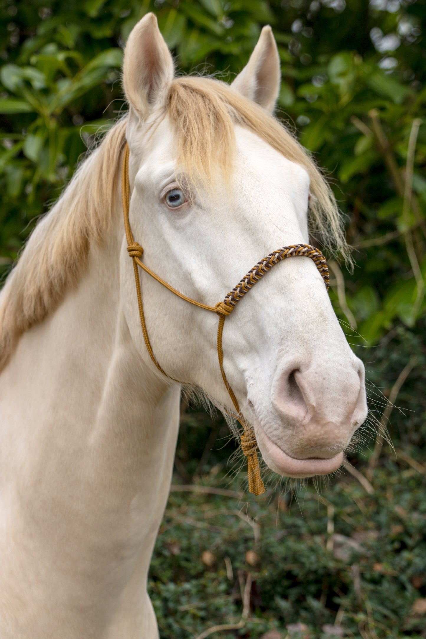 Rope halter with braided noseband caramel, brown and beige