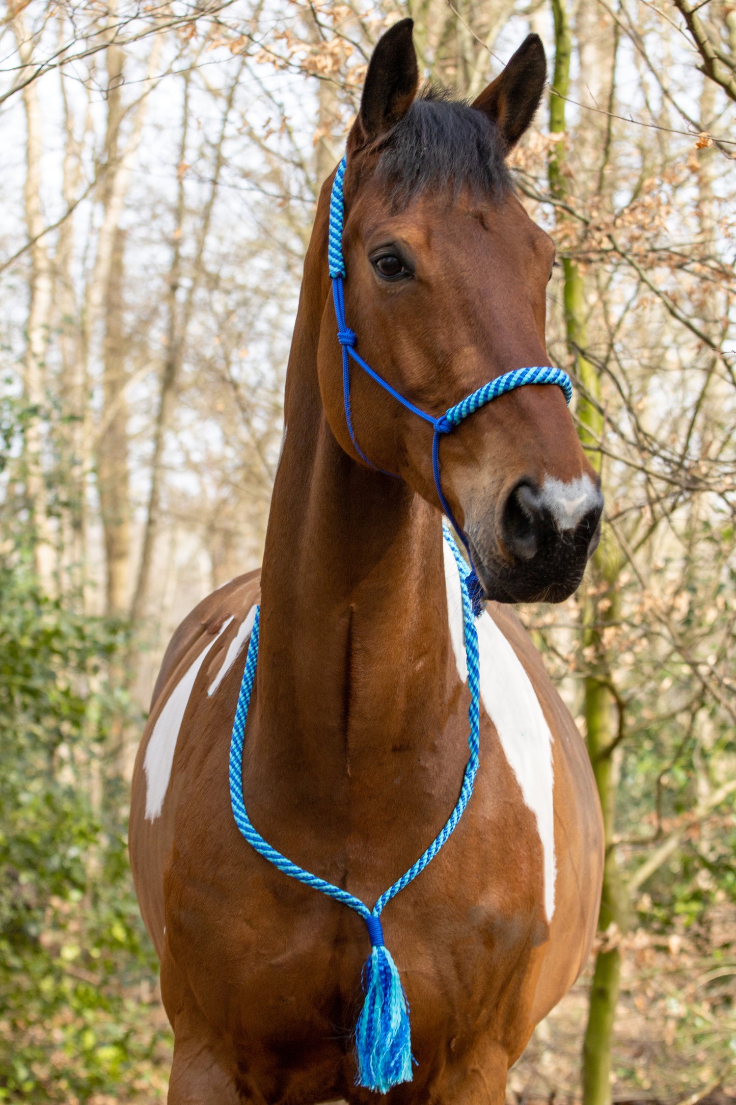 Rope Halter Set Ocean Shine