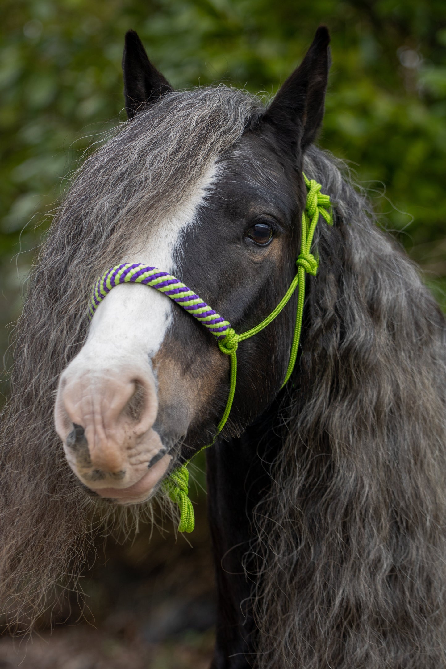 Rope halter lime with lime-purple noseband and earband
