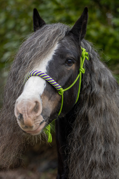 Rope halter lime with lime-purple noseband and earband
