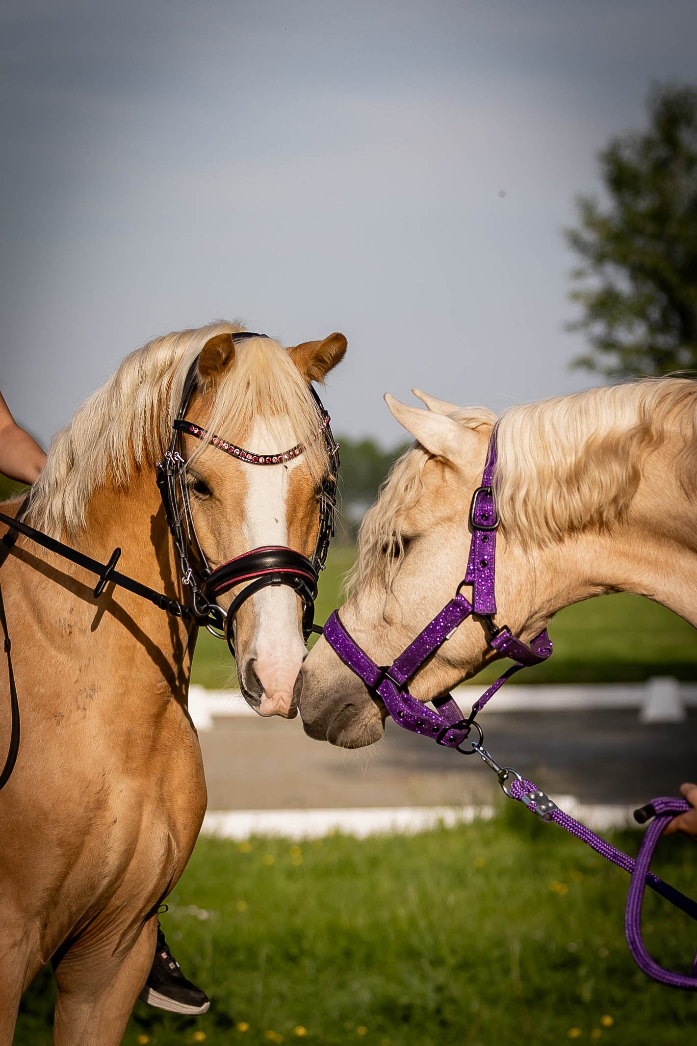 FMH - Luxury Hanoverian Bridle ‘Oops, I’m a Diva’ with Double Noseband Pink Lined Black Leather incl. Reins