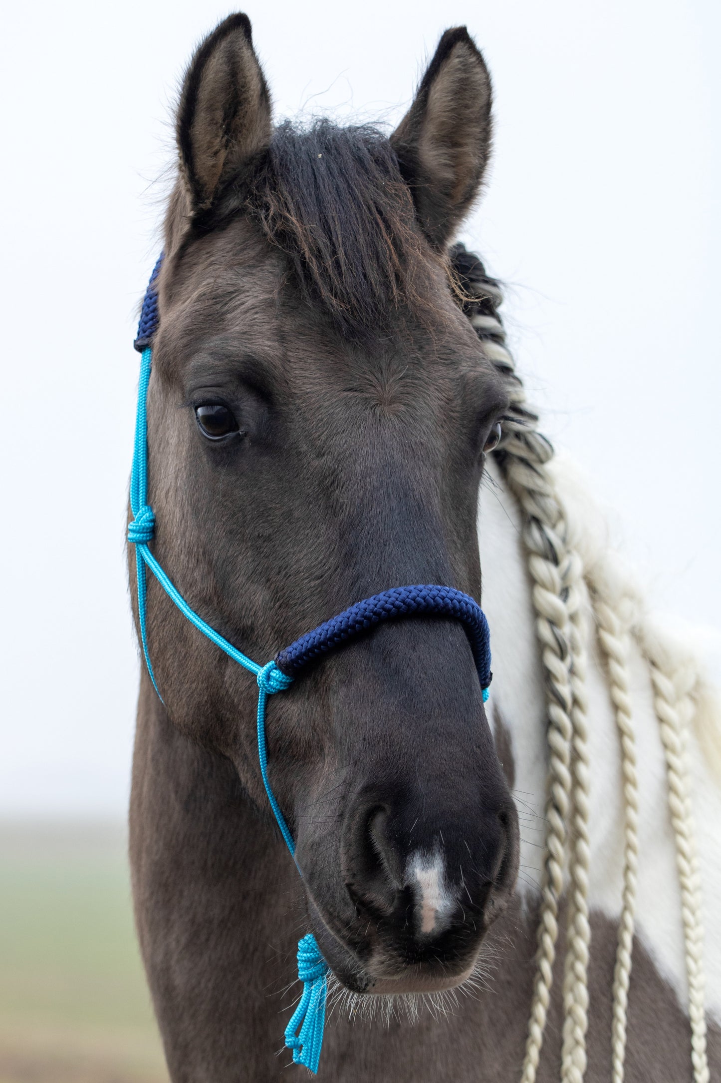 Rope halter ocean blue with dark blue