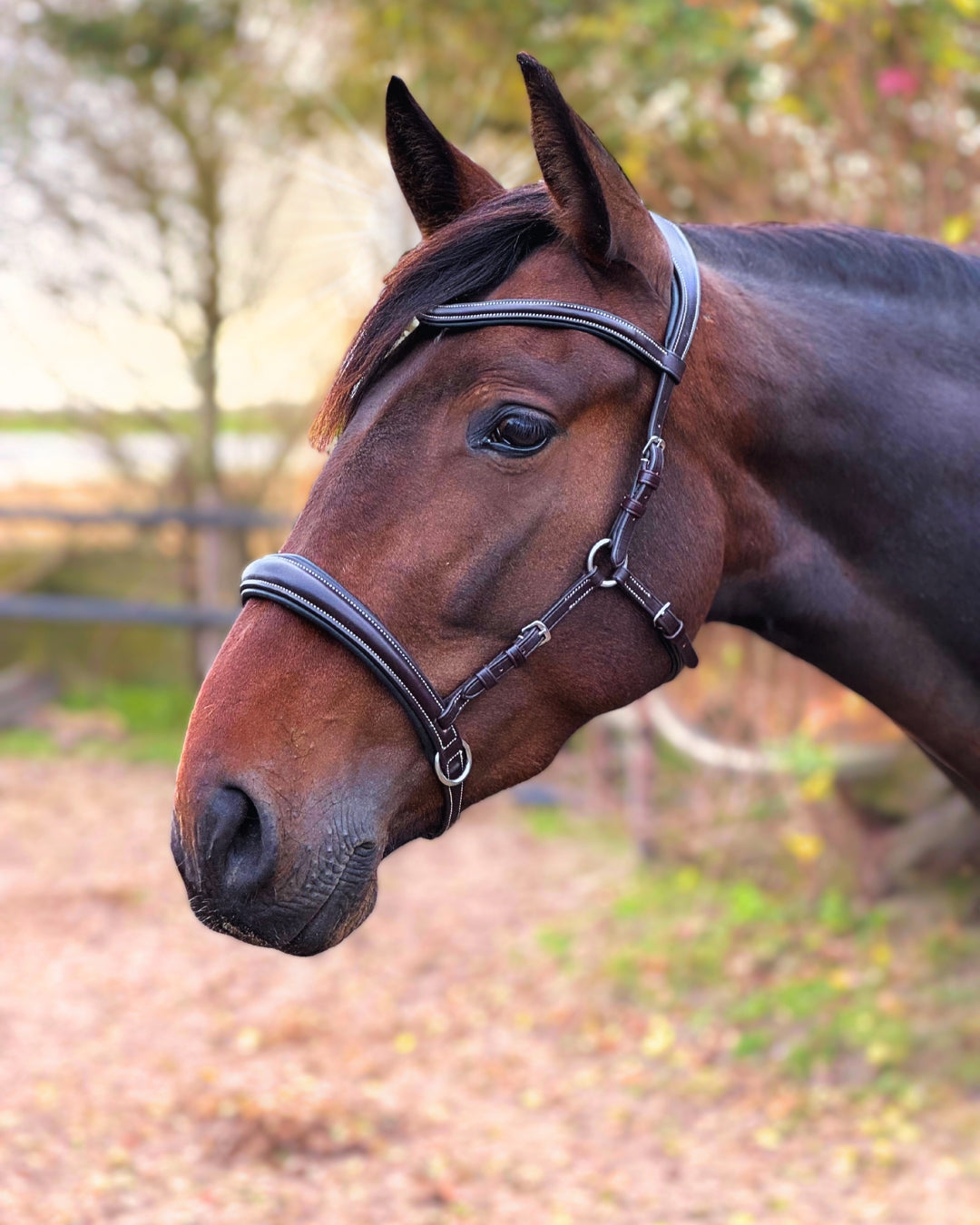 LoveLance - Sidepull Zephyr