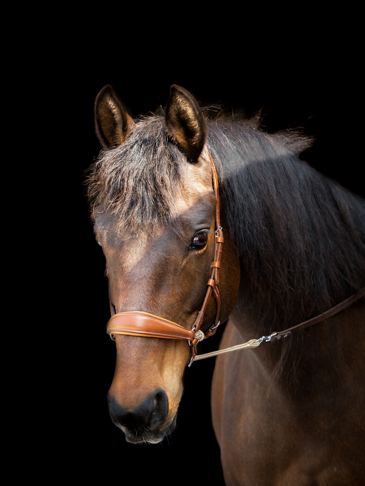 LoveLance - Kingekruist hoofdstel "Lujo"