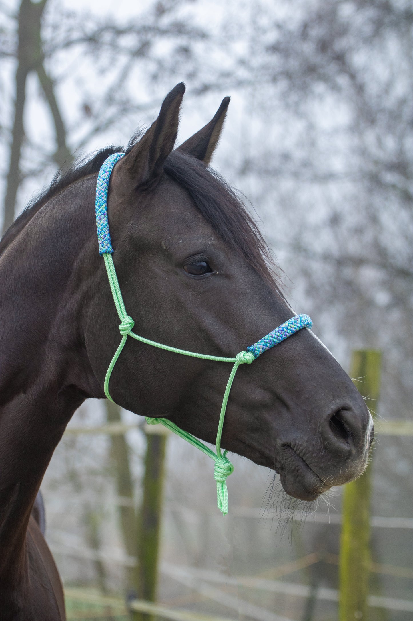 Rope halter pastel mint with rainbow mix