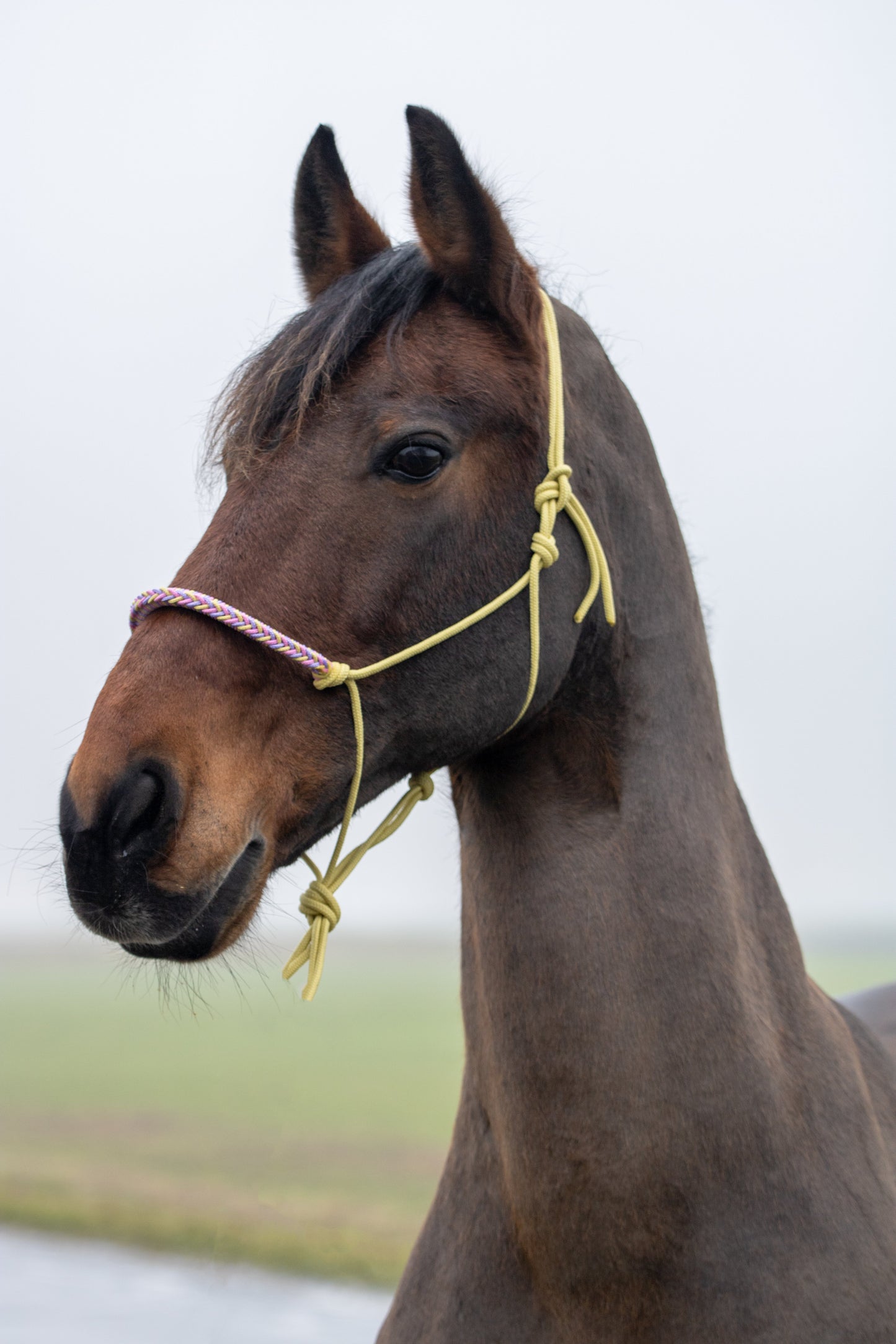 Rope halter with braided noseband pastel yellow, lilac and baby pink