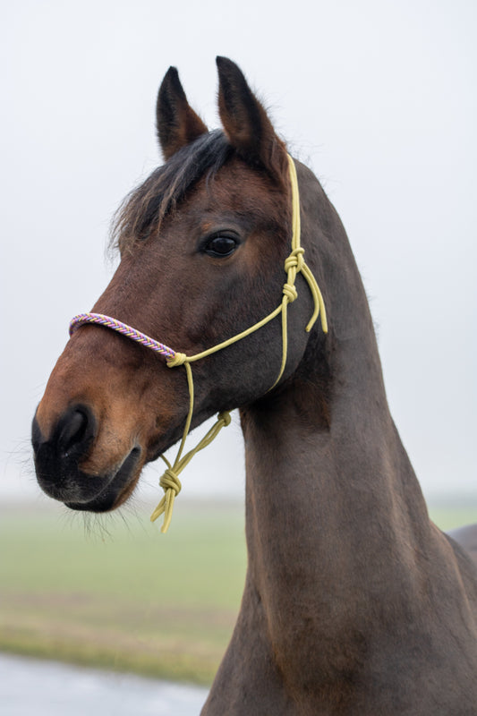 Rope halter with braided noseband pastel yellow, lilac and baby pink