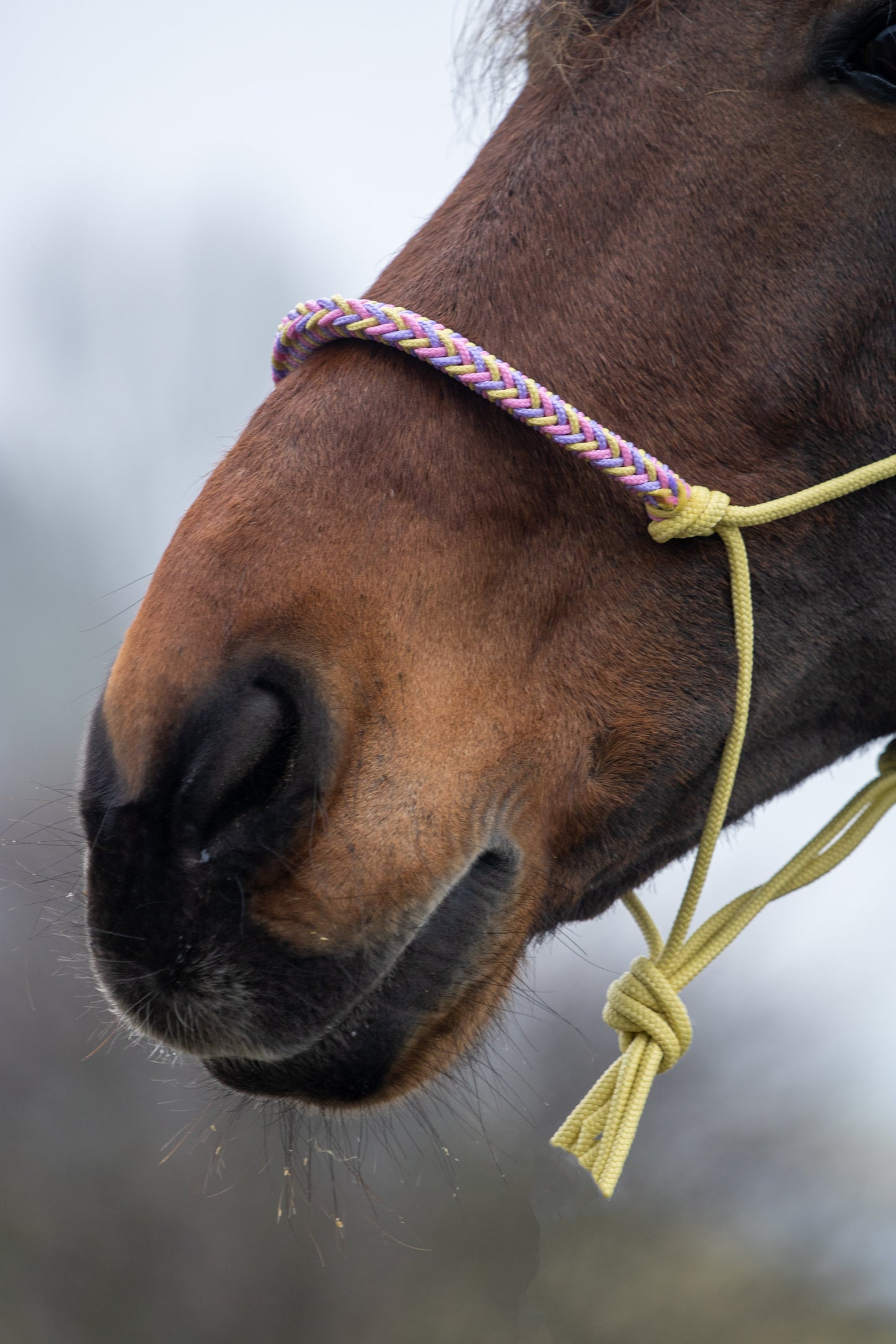 Rope halter with braided noseband pastel yellow, lilac and baby pink