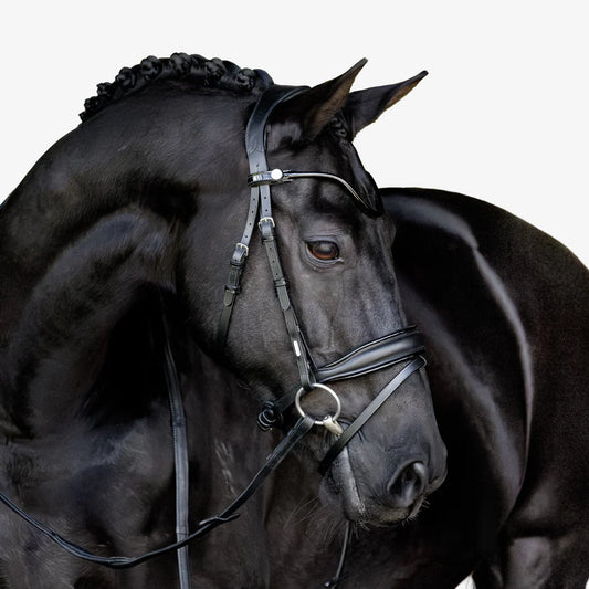 Lumiere - Luxe Hanoverian hoofdstel 'Penny'