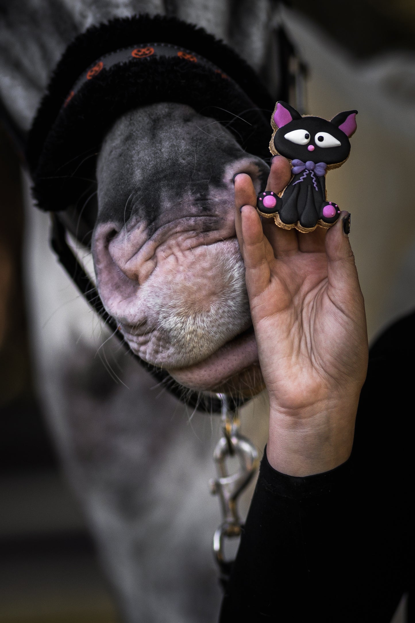 Candy Horse - Halloween Limited Collection - Los koekje