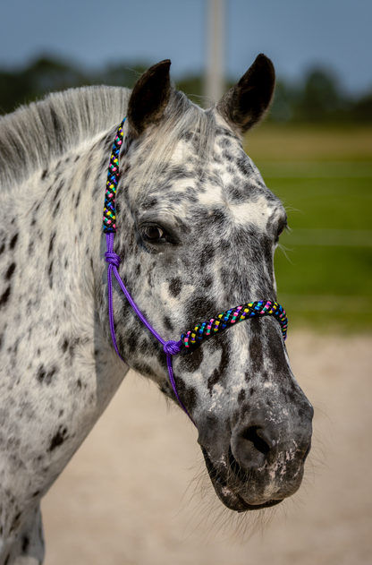Rope halter purple with disco noseband and earband