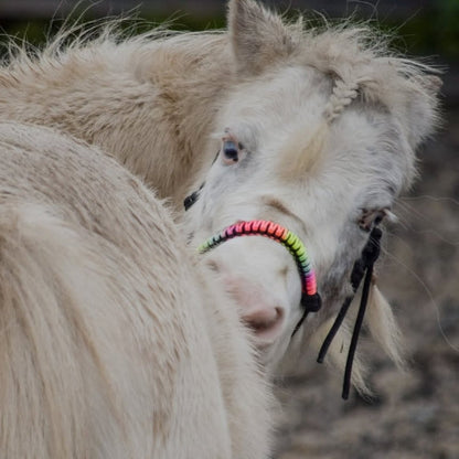 Het Paardenatelier - Tauhalfter Regenbogen ‘Black Rainbow’