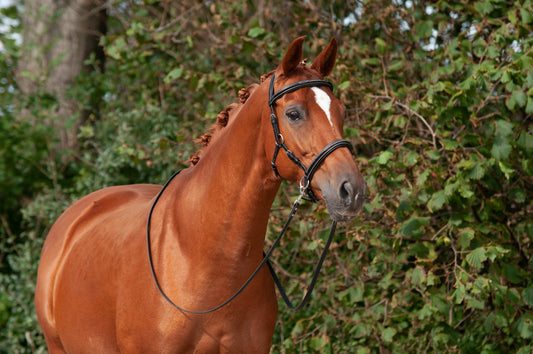 LoveLance - Sidepull Frio