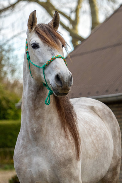 Rope halter emerald jungle