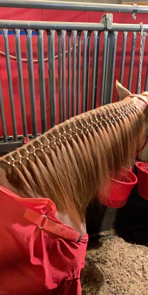Horse Grooming - Super Bands starke Haargummis für Pferde