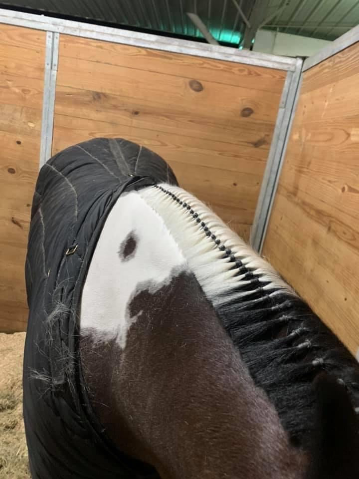 Horse Grooming - Super Bands starke Haargummis für Pferde