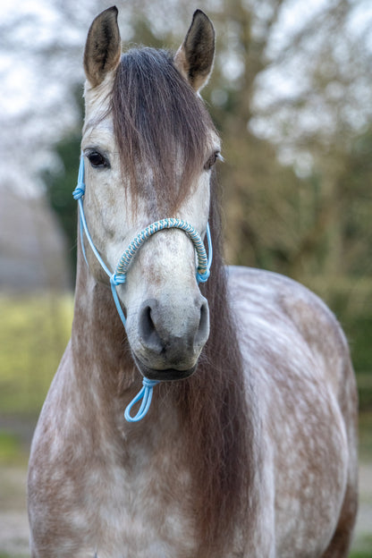 Rope Halter Vienna Noseband Baby Blue, Cream, Sea Green, and Gold