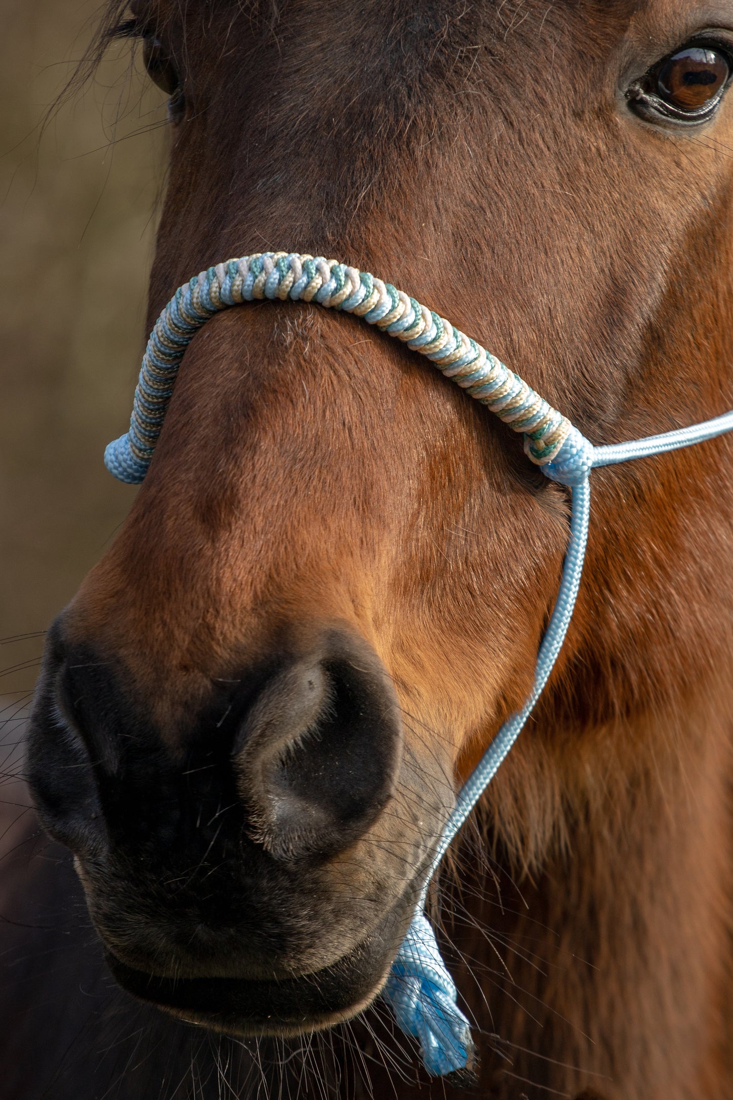 Rope Halter Vienna Noseband Baby Blue, Cream, Sea Green, and Gold