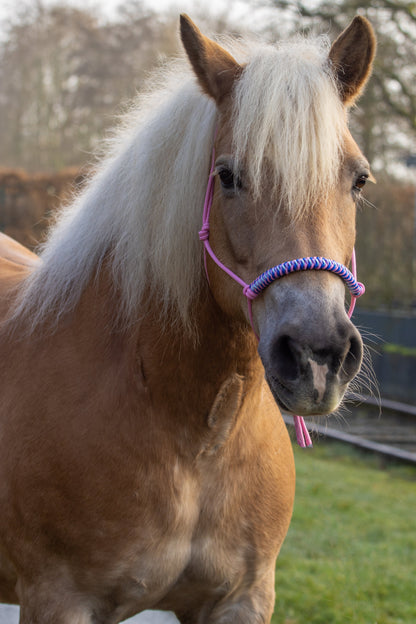Rope Halter Vienna Noseband Baby Pink, Lilac, Cobalt Blue, and Baby Blue