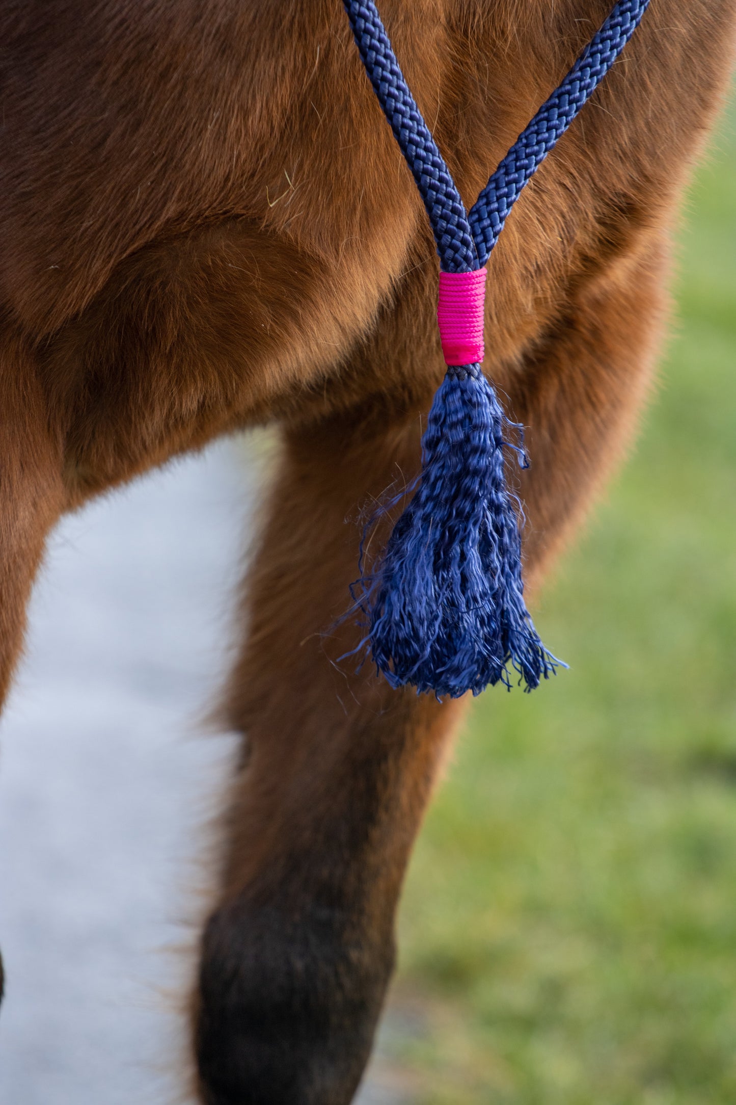 Rope Halter Set Moonlight