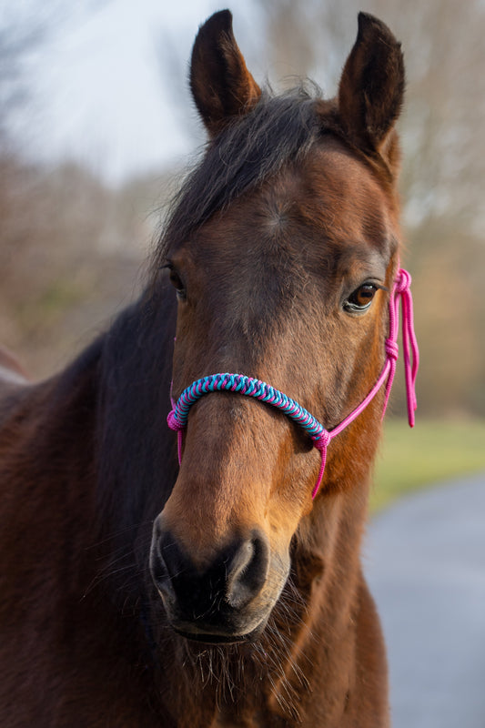 Rope Halter Vienna Noseband Fuchsia, Dark Blue, Ocean Blue, and Turquoise