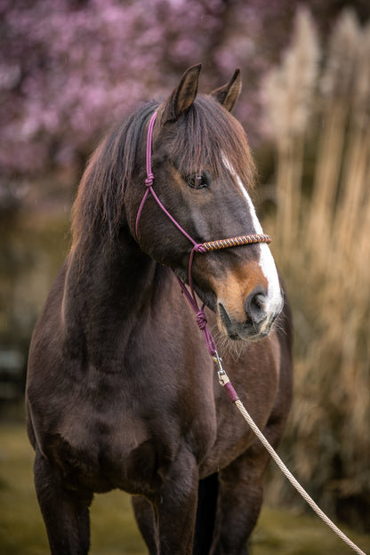 Rope Halter Vienna Noseband Bordeaux, Beige, Caramel, and Brown