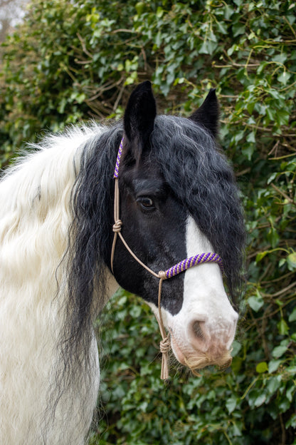 Rope halter beige with beige-purple noseband and earband