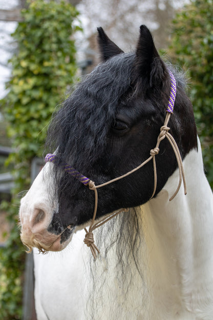 Rope halter beige with beige-purple noseband and earband