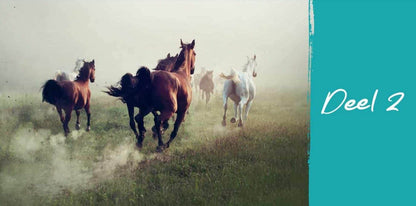 Elvira Noot | Horse Essentials