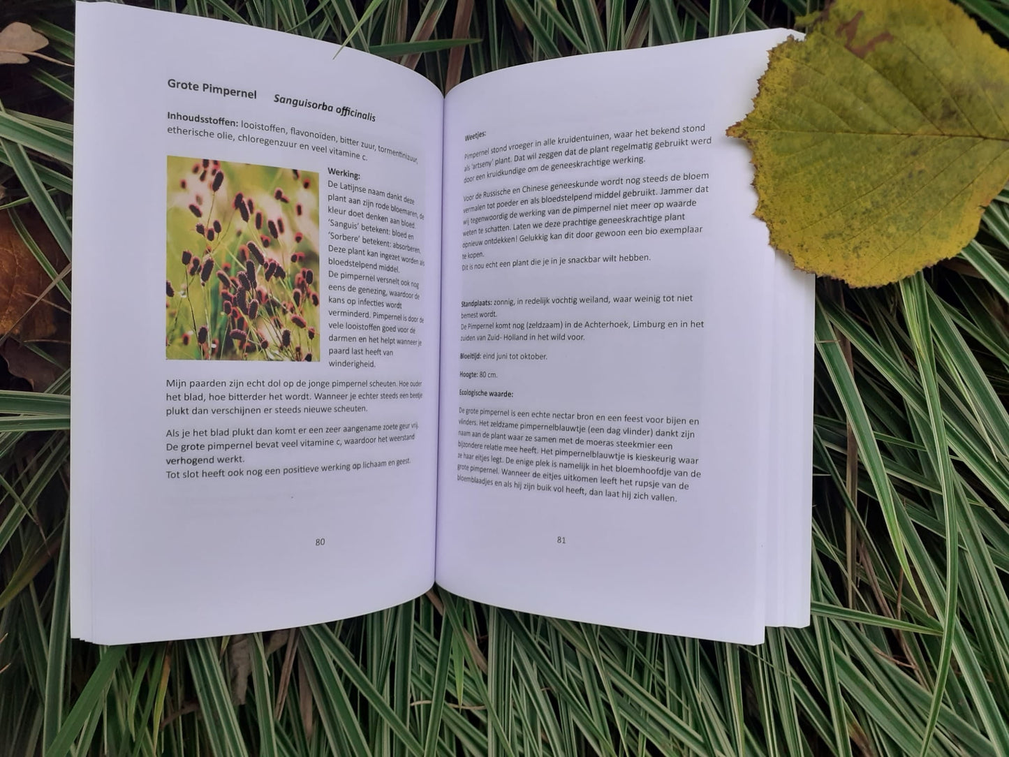 Hannet ten Hietbrink | De natuur als krachtige basis voor jouw paard (boek)