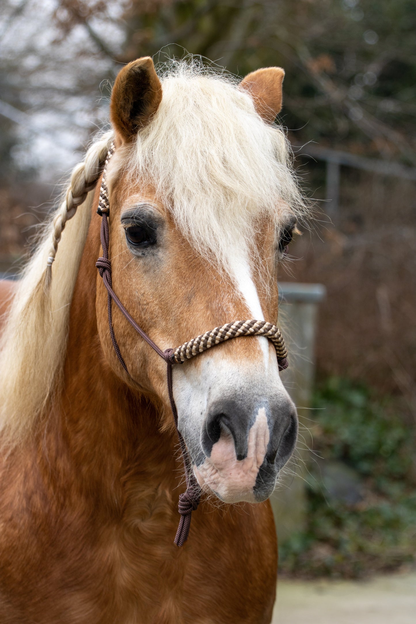 Rope halter brown with beige/brown noseband and earband
