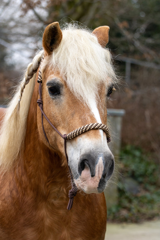 Rope halter brown with beige/brown noseband and earband