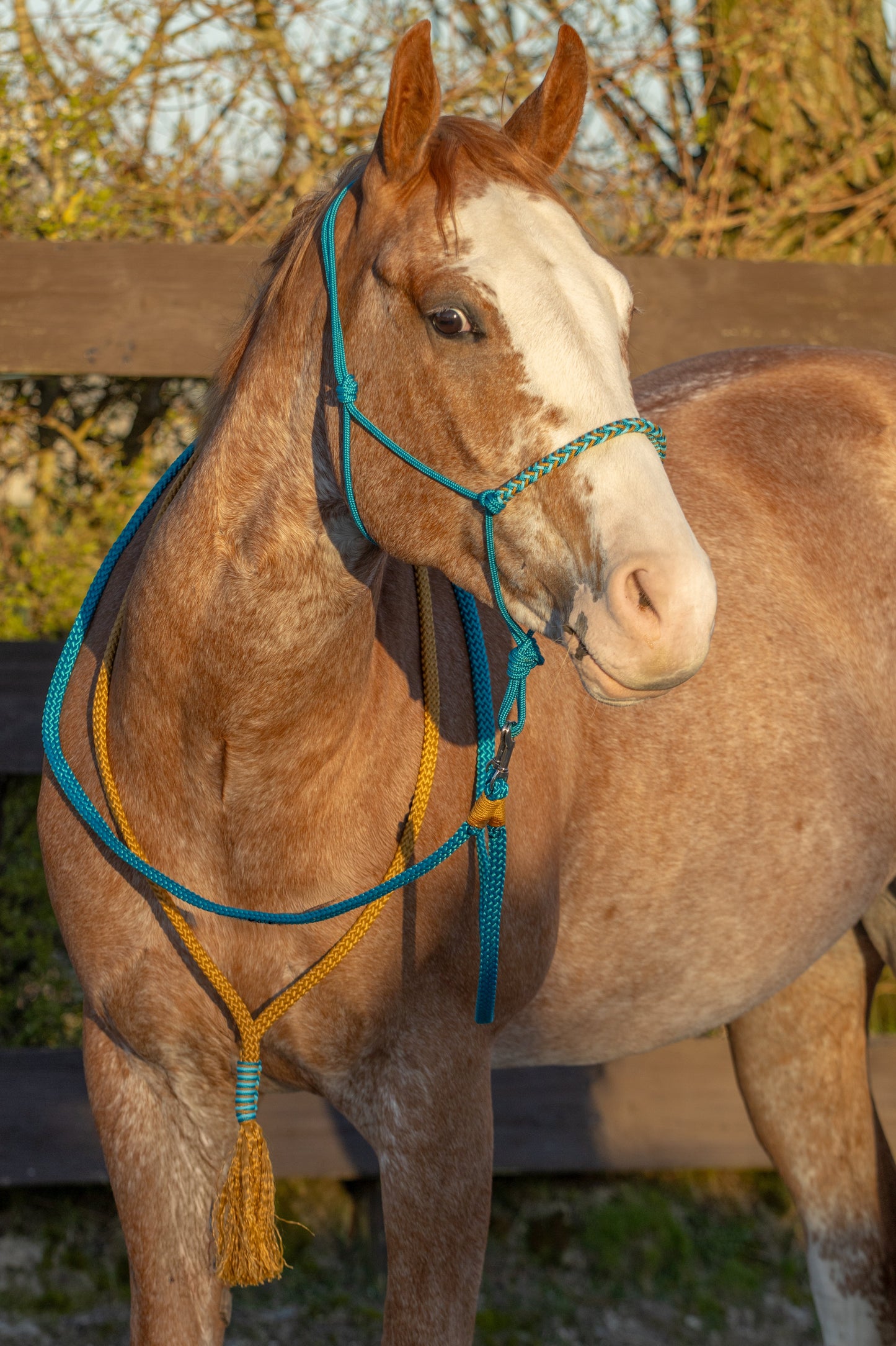 Rope Halter Set Sea Salt