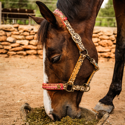 DWAM - Luxe buffellederen halster met luipaardprint en gekleurde details Gypsy Horse