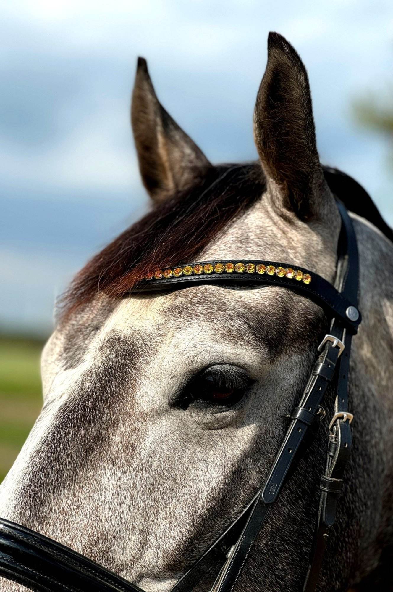 Vísolde - Frontriem Goud