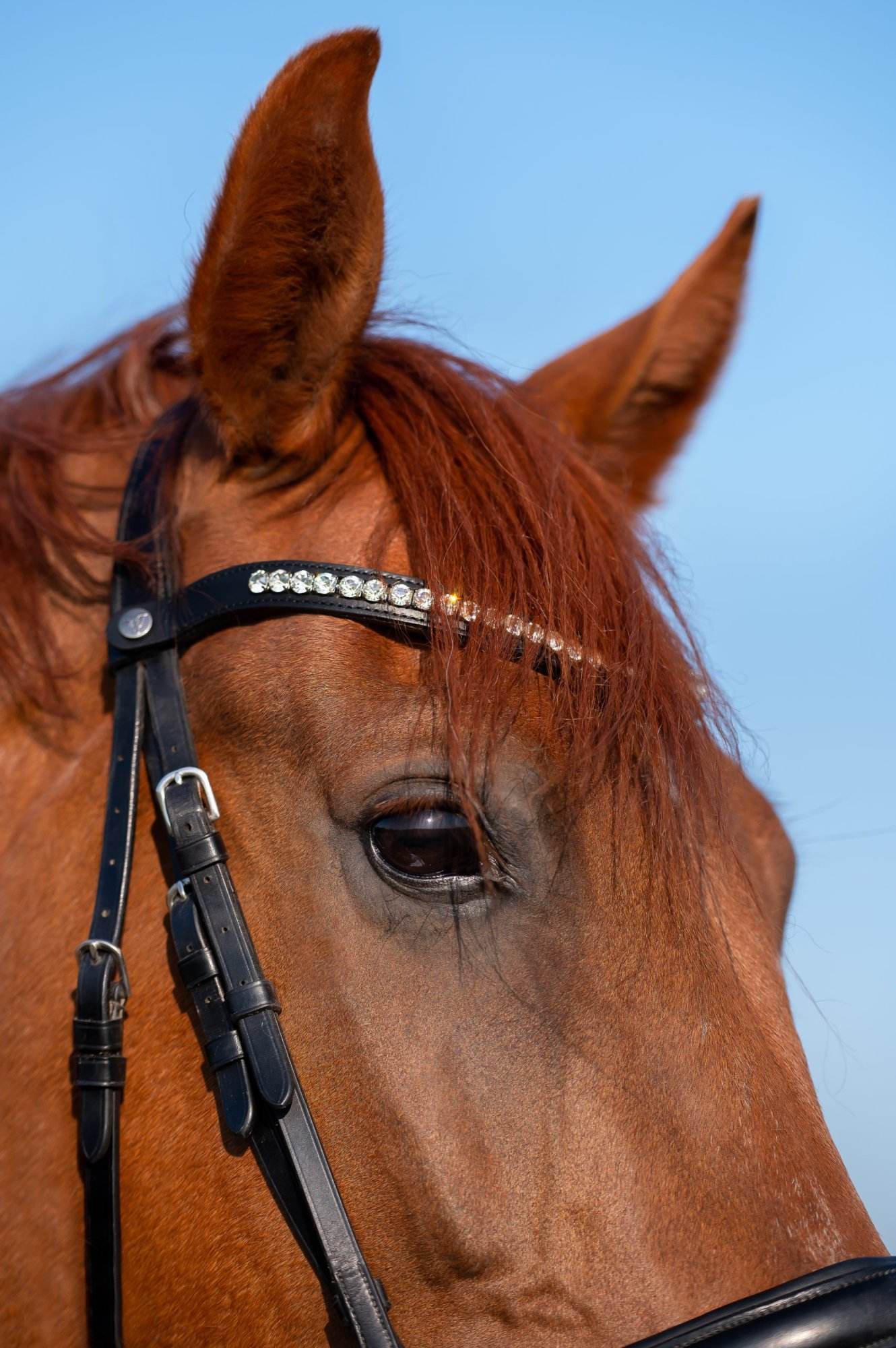 Vísolde - Frontriem Ivoor wit