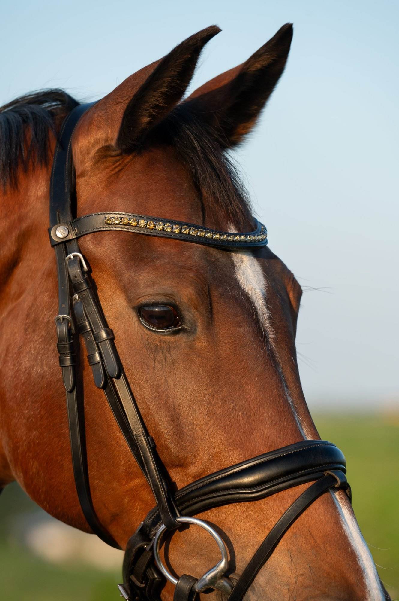 Vísolde - Frontriem Bruin