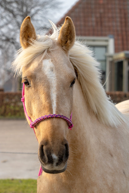 Rope halter with braided noseband fuchsia, beige and purple