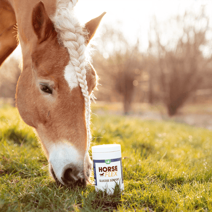 HorseFlex | Supporto glucosio