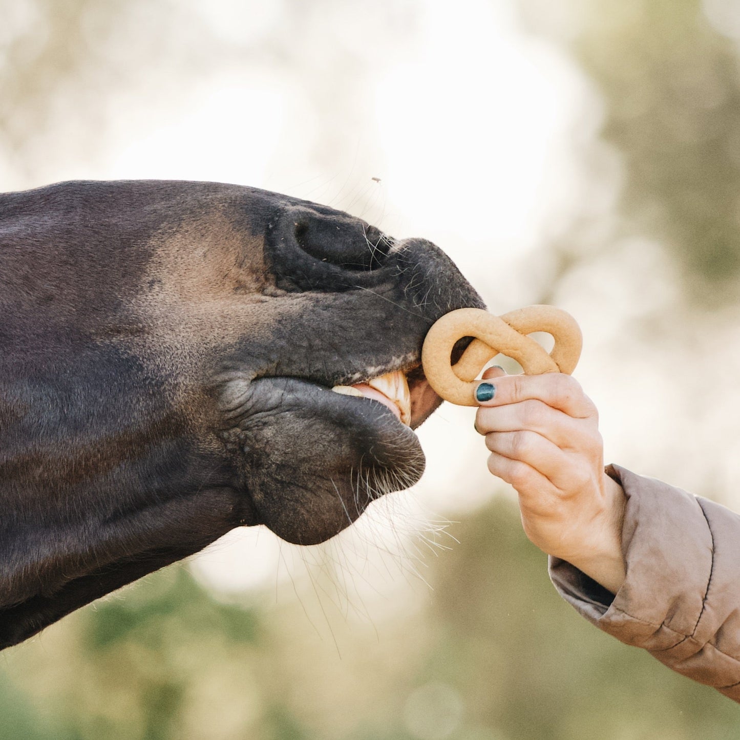Candy Horse - Horse-shaped cookies, herb pretzels, 8 pieces