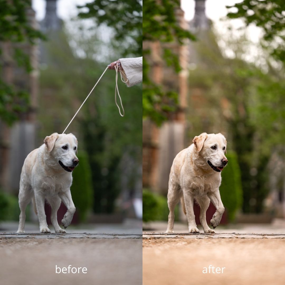 Myrthes Pferdepassion - Hundefotografie-Linie