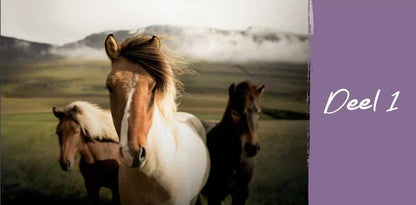 Elvira Noot | Horse Essentials